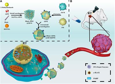 Integrated radiochemotherapy study of ZIF-8 coated with osteosarcoma-platelet hybrid membranes for the delivery of Dbait and Adriamycin